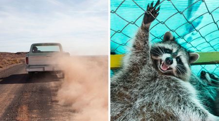 Free-spirited raccoon seen enjoying a breezy ride in the back of a pickup truck on the highway
