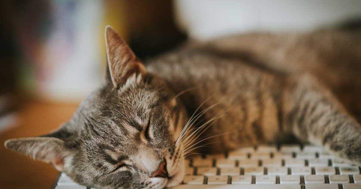 Cat sleeping on a keyboard. (Representative Cover Image Source: Getty | Sonja Filitz)