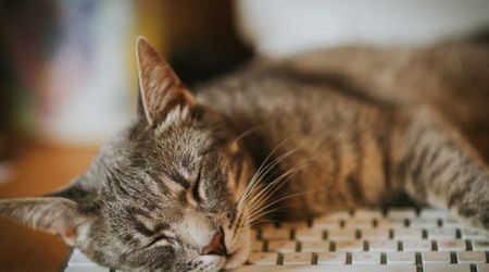Animal behaviorist outlines peculiar reasons your cat loves to sit on keyboard, other than its warmth
