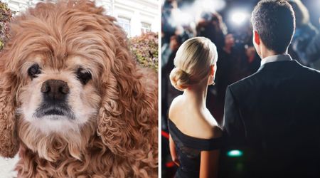 Meet the dog that looks just like a human — people say he’s a spitting image of a famous celebrity 