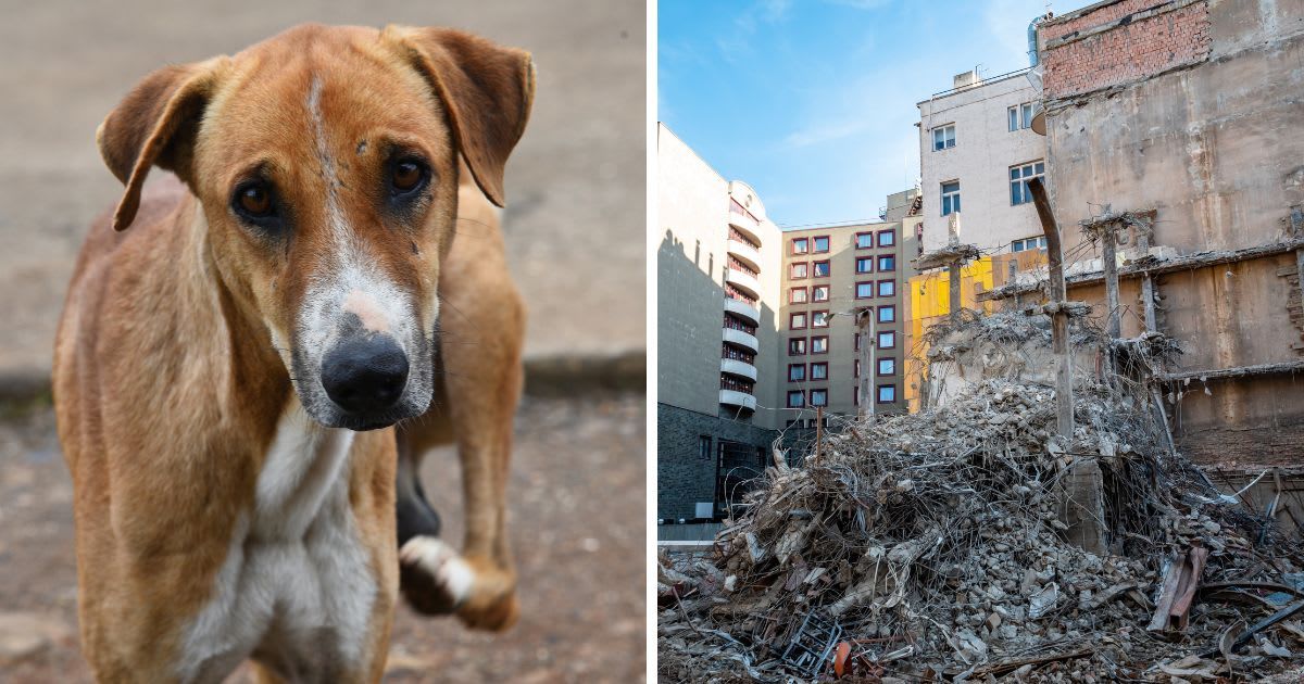 (L) A stray dog mother, (R) A collapsed building. (Representative Cover Image Source: Getty Images | (L) anand purohit, (R) Craig Hastings)
