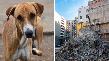 Stray dog desperately leads rescuers to a collapsed house –  they weren’t prepared for what was hiding beneath the rubble