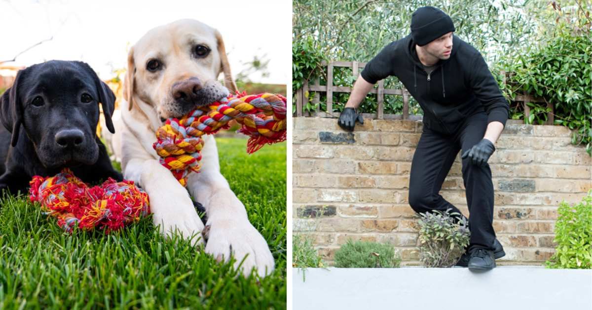 (L) Two dogs chewing rope toys in the backyard; (R) Burglar climbing down the wall. (Representative Cover Image Source: Getty Images | (L) Stefan Cristian Ciota; (R) Image Source)