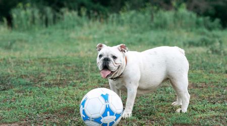Professional dog trainer says she’d never own an English bulldog – her reason is a warning for all pedigree breed lovers