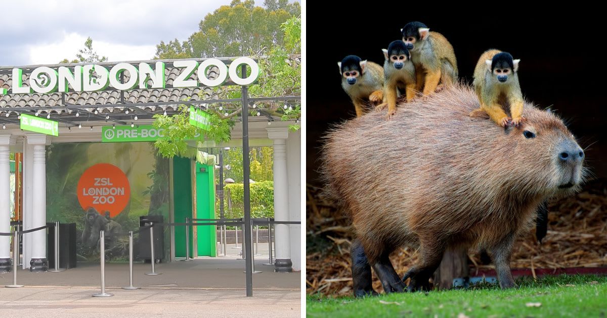 (L)ZSL London Zoo London, UK, (R) Squirrel monkey and capybara. (Representative Cover Image Source: Getty Images |(L) TkKurikawa, (R) shot by supervliegzus)
