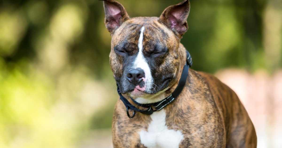 Representative image of a brindle Pit Bull Terrier dog blinking (Cover Image Source: Getty Images | Mary Swift)