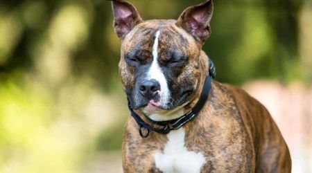 Dogs don’t blink just to keep their eyes clean – research calls it an ‘attempt’ to tell you something important
