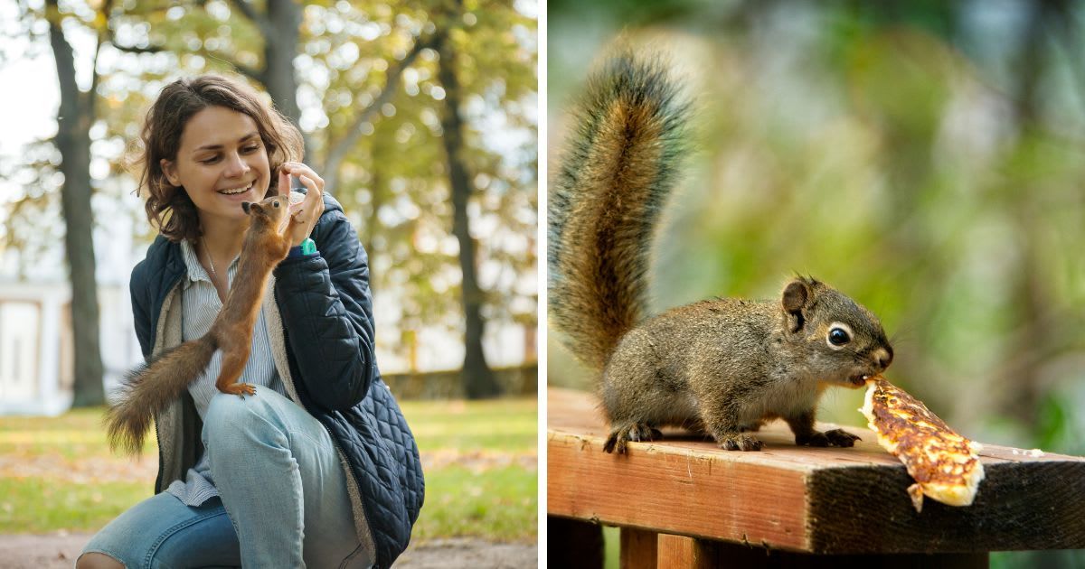 L: Young woman feeding a squirrel in an autumn park; R: A bold squirrel raids a breakfast plate and steals a pancake. (Representative Cover Image Source: Getty Images | L: Olezzo; R: James Keith)