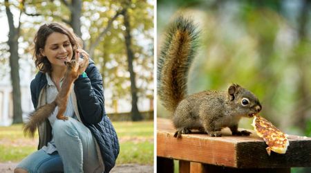 Woman feeds a stray squirrel for weeks – then her camera captures the animal leaving her a special present by the window