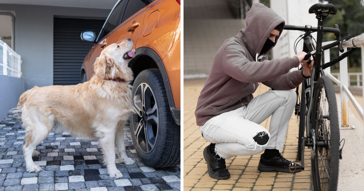 (L) A pet dog in the garage, (R) A thief stealing a bike. (Representative Cover Image Source: Getty Images | (L)mgstudyo, (R) Andrii Lysenko)