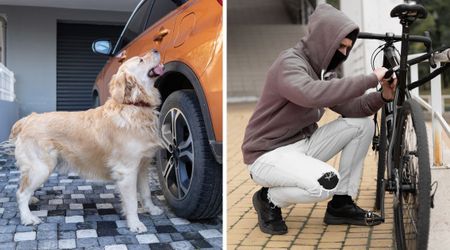 Golden Retriever catches a bike thief in the act - but her next move accidentally makes the heist even easier