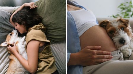 Family dog suddenly starts sleeping next to his owner’s belly — a week later, the family discovers she’s pregnant
