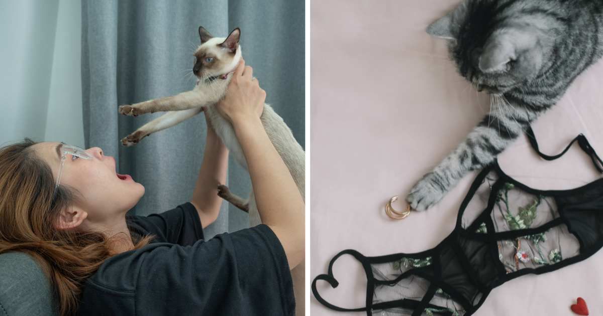 (L) A woman is surprised at her cat. (R) A cat next to a bra. (Representative Cover Image Source: Getty Images | (L) Boy_Anupong, (R) Galina Kondratenko)