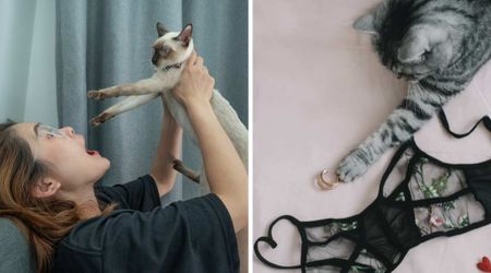  Cat parents kept finding random bras at home - until their pet's strange hobby was finally exposed