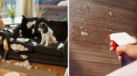 Pet expert recommends a spray hack under $5 to keep your dog from chewing your furniture