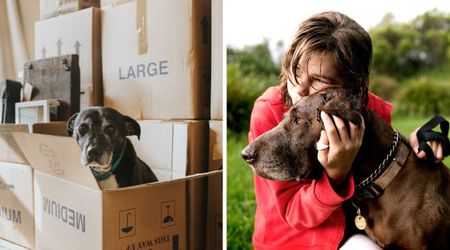 Adopted dog sees moving boxes in her new home and panics — her reaction reveals painful chapter from her past