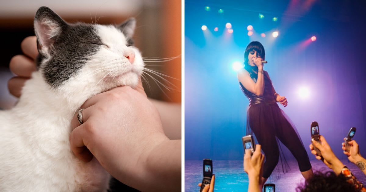 (L) The cat is slightly scratched on its head with a human hand, (R) Rock star performing in front of audience. (Representative Cover Image Source: Getty Images | (L) Anita Kot, (R)John M LundPhotography Inc)