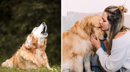 Senior dog nearing end of life hadn’t barked in months – but gave his family a special goodbye when it was time to go