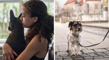 Senior dog parent wondered when it was time to say final goodbye — then one night, her pet’s walk gave her the hardest answer