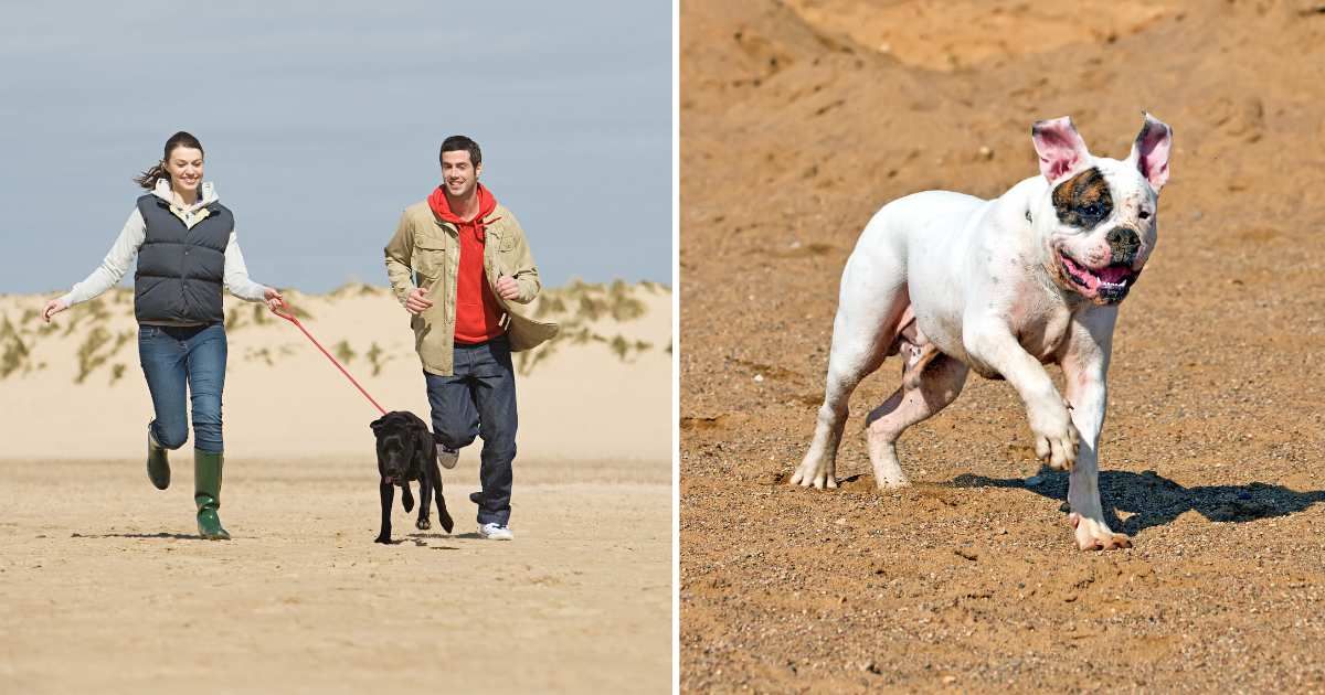 (L) A happy couple walking in the desert with their pet dog. (R) An American bulldog running in a desert. (Representative Cover Image Source: Getty Images | (L) Connect Images, (R) lilu13)
