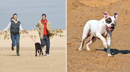 Wife thought her husband was playing with their dog in the desert — then her heart sank when she couldn’t see the leash