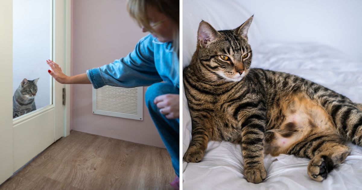 (L) Woman lets cat inside home, (R) A pregnant cat lying on bed. (Representative Cover Image Source: Getty Images | (L) Dima Berlin, (R)	BAOYAN ZENG)