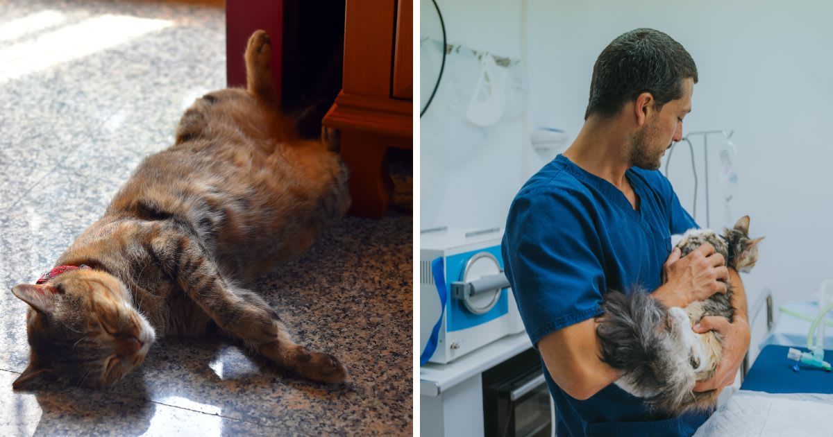(L) A cat lying down in a hunched position, (R) A vet taking care of a cat. (Representative Cover Image Source: Getty Images | (L) Vincent Jary, (R) Hugo Abad)