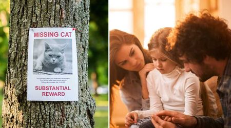 Family lost hopes of reuniting their missing cat after moving cities — until a stranger noticed a detail in an old flyer