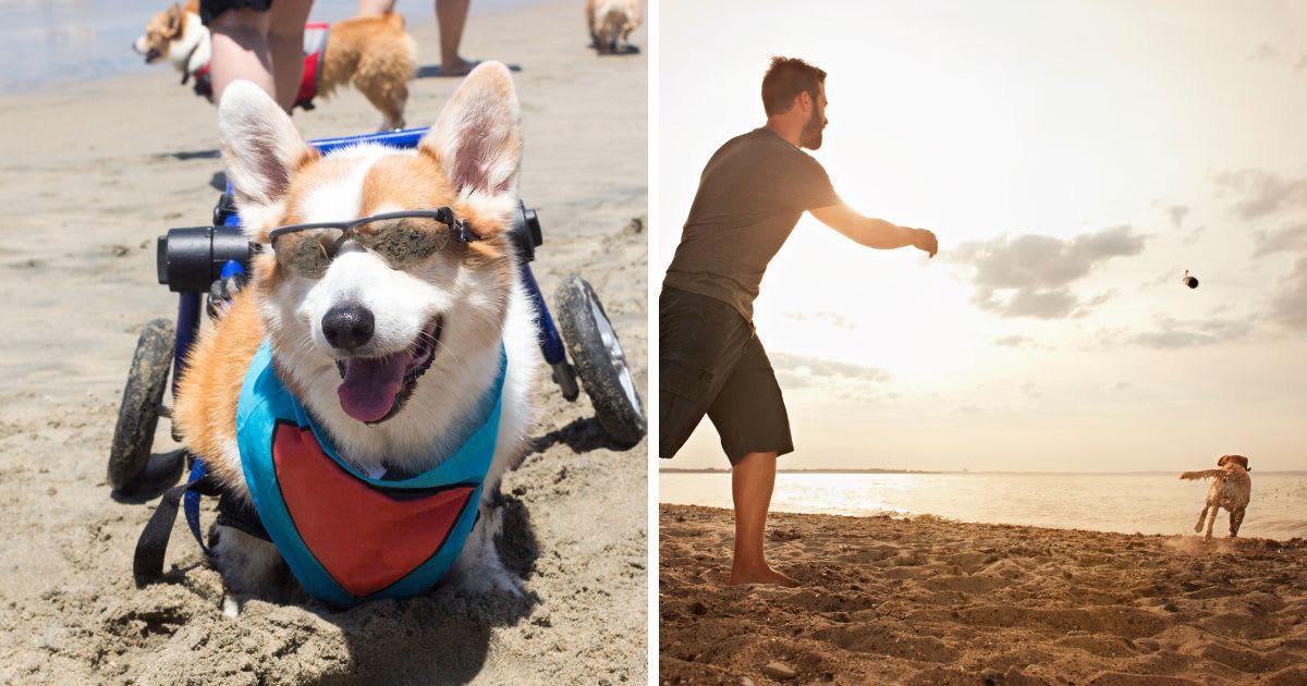 (L) Corgi dog at the beach on a wheelchair, (R) Man playing on beach with dog. (Representative Cover Image Source: Getty Images | (L) Paul Park, (R)Uwe Krejci)
