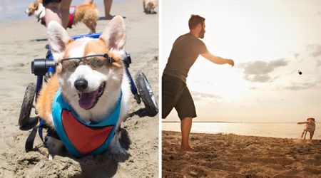 Man sees owner bring his disabled senior dog to the beach — tears up as he makes fetch possible