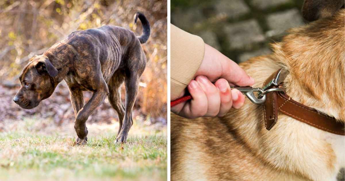 (L) A malnourished dog walking outdoors, (R) Dog on the leash. (Representative Cover Image Source: Getty Images | (L) Mary Swift , (R) Kinga Krzeminska)
