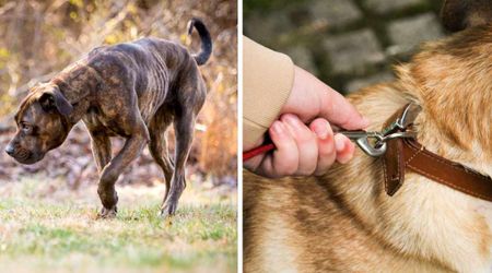 Neglected dog starved of food and water arrived at the shelter — but the price tag on his branded collar left everyone speechless