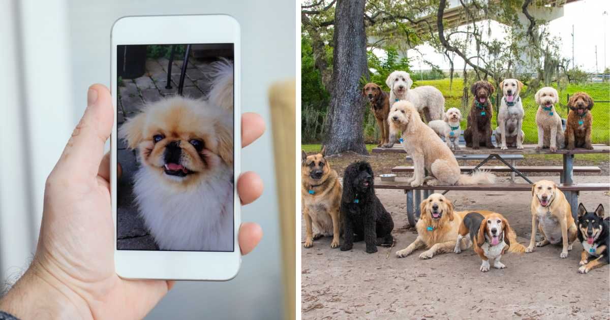 (L) Man in quarantine has a video call with his dog, (R) Group of fourteen dogs sitting on a bench and table in the park, Florida, USA. (Representative Image Source: Getty Images | (L)tolgart, (R) meaghanbrowning)