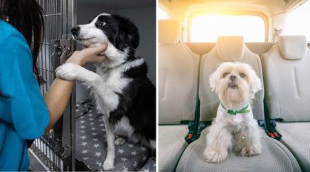 Woman brings home dog from shelter without checking profile — her honest confession teaches pet parents key lesson about adoption