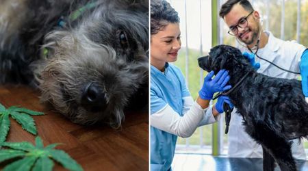 Dog rushed to ER because she couldn’t stand — $600 later, vets reveal she got high from eating weed on a walk