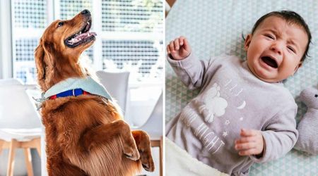 New mom was puzzled when her Golden Retriever kept staring at her — then her baby’s non-stop crying explained everything