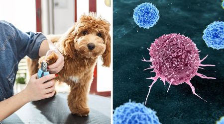 A quick nail trim once a month could protect your dog from an aggressive cancer 