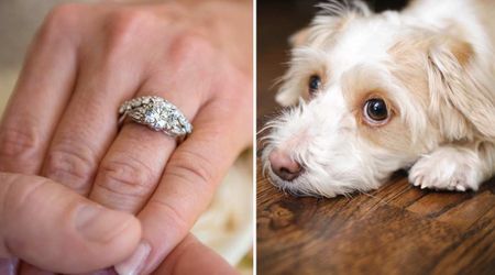 Bride panicked when her wedding ring vanished hours before ceremony — then the metal detector went off near her dog