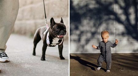 French Bulldog spots her neighbor’s baby in the driveway and bolts towards her — seconds later, a car backs out