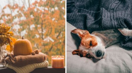 Vet warns about harmless-looking fall décor in most homes that can cost your pet their lives