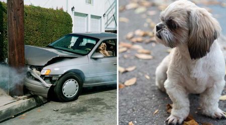 After losing his owner in a fatal crash, a distraught Shih Tzu ran into a pub — and he never left