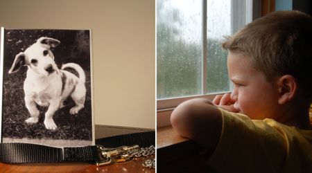 Mom secretly captures her tearful 3-year-old son trying to understand their family dog’s passing