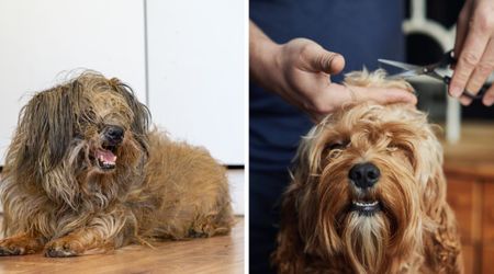 They rescued severely matted dog that looked like ‘prehistoric creature’ with ‘six legs’.  See him after losing 6.5 lbs of hair