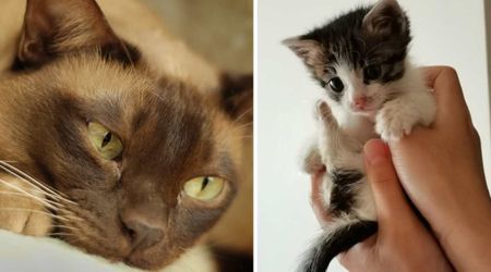 Mama cat didn’t look like she would survive after birthing stillborn — then animal rescue called with a life-saving request