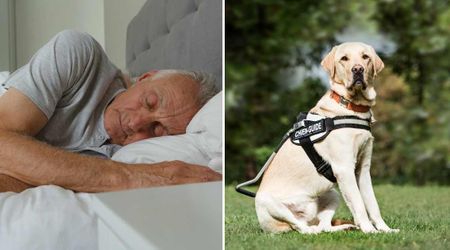Sleeping veteran puzzled when his service dog suddenly leapt on him — hours later, doctors said it saved him from massive stroke