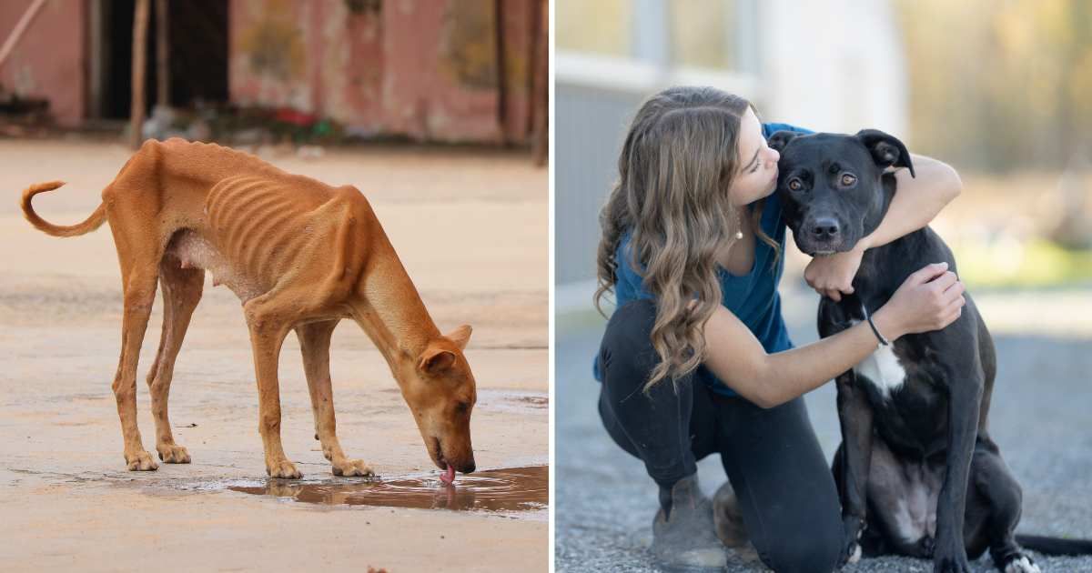 (L) A skinny dog drinking water from the road. (R) A young girl hugging her pet dog. (Representative Cover Image Source: Getty Images | (L) Ahamed Fayaz, (R) FatCamera)