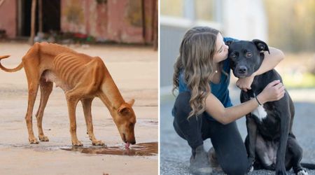 Reduced to skin and bones, abandoned dog ate trash to survive — 2 months after rescue, she outgrew her human siblings