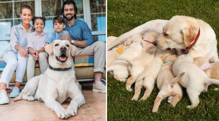 Sister thought she was only watching her brother’s Labrador for a week — by morning, she was caring for 14 newborns