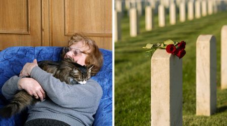Hospice staff believed Oscar the cat curled up beside patients to comfort them — until they noticed he was ‘predicting death’