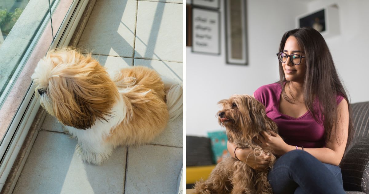 (L) Dog looking through the window, (R) Woman gently taps her pet dog. (Representative Cover Image Source: Getty Images | (L) elzauer, (R) triloks)